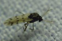 Culicoides