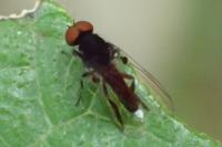 Callomyia speciosa