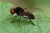 Callomyia speciosa