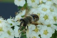 Eristalis