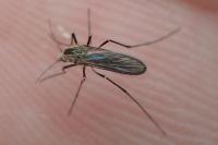 Aedes geniculatus