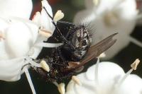 Pollenia