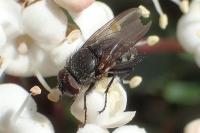 Pollenia