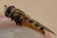 Syrphus