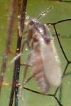 Forcipomyia paludis