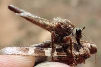 Stenopogon