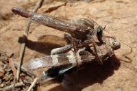 Stenopogon