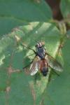 Eriothrix
