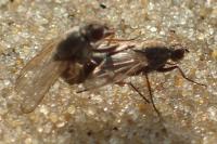 Fucellia
