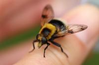 Volucella bombylans