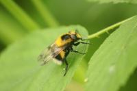 Volucella bombylans