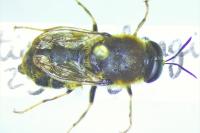 Stratiomyinae