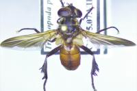 Trichopoda pictipennis