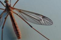 Tipula fascipennis