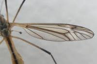 Tipula vernalis