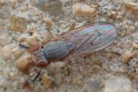 Pherbellia