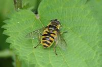 Myathropa florea