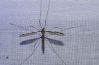 Tipula flavolineata