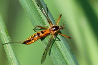 Ctenophora pectinicornis