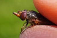 Rhingia campestris