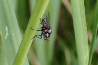 Anthomyia pluvialis