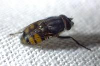 Stomorhina lunata