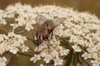 Sarcophila latifrons