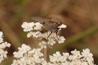 Sarcophila latifrons