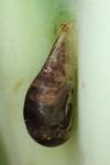Episyrphus balteatus