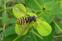 Chrysotoxum intermedium