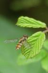 Episyrphus balteatus