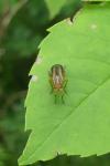 Limnia unguicornis