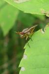 Limnia unguicornis