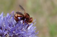 Sicus ferrugineus