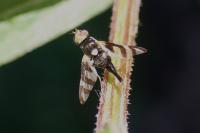 Urophora cuspidata