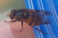 Volucella inanis