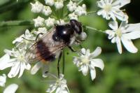 Cheilosia illustrata