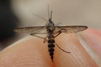 Ochlerotatus