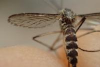 Ochlerotatus