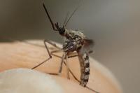 Ochlerotatus