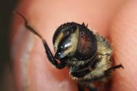 Eristalis tenax