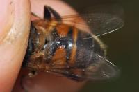 Eristalis tenax