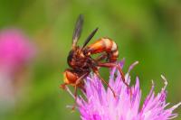 Sicus ferrugineus