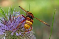 Milesia crabroniformis