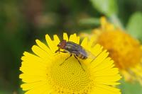 Stomorhina lunata