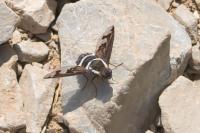 Hemipenthes maura