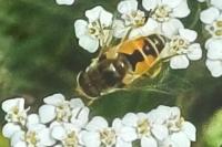 Eristalis