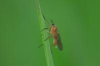 Empis trigramma