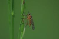 Empis trigramma