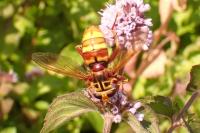 Milesia crabroniformis